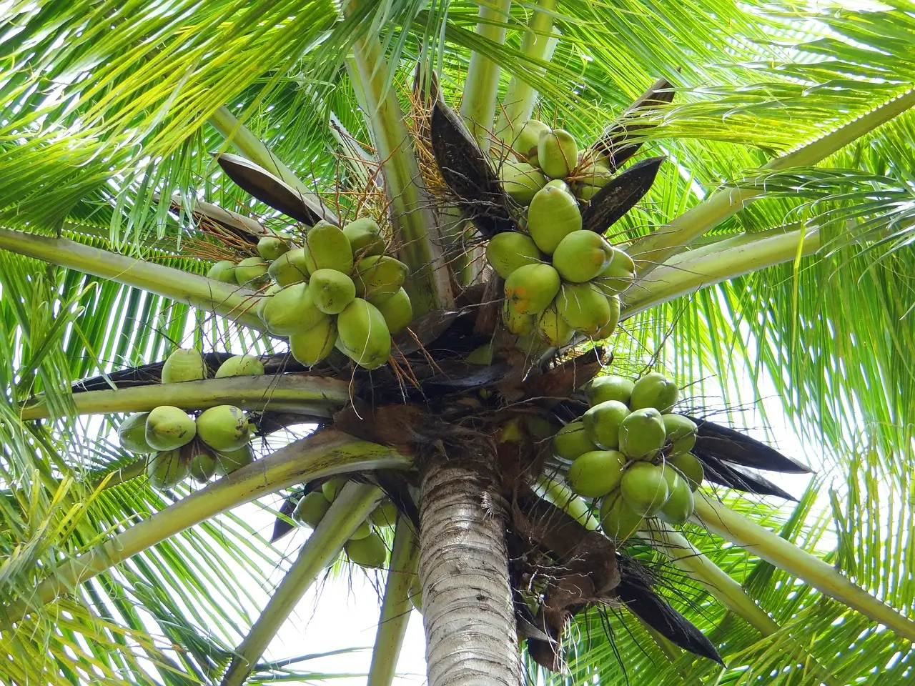 Natural Healthy Organic coconut 